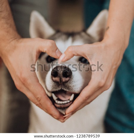 portrait Siberian grey husky dog stands with heart out of hand