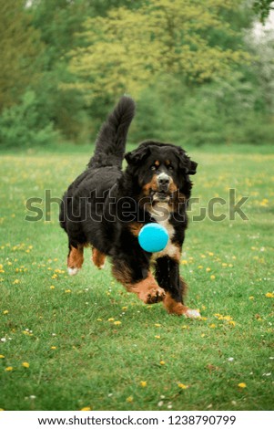 Bernese mountain dog play with ball . green trees and flowers on background