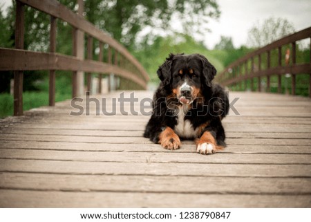 Bernese mountain dog lay on bridge. green trees on background