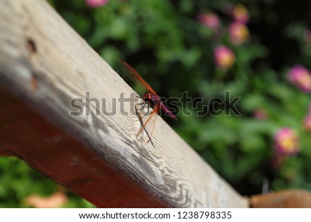 Cute little dragonfly