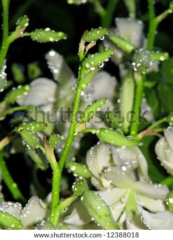 White Yucca flowers with water droplets