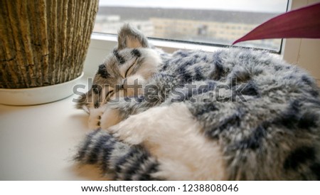 Close up of cute kitten slipping near window. Beautiful Lazy Gray Striped purebred cat in a sunny day in bedroom. Mix Shorthair kitten Relaxing and laying on white windowsill. Copy space for design