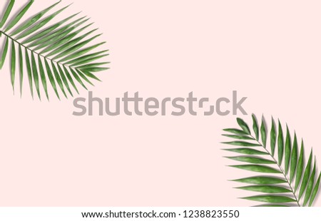 Tropical palm leaves on a pink background for designs. Summer Styled. High quality image. Top view
