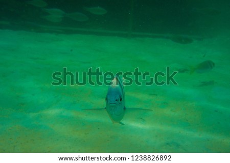 Colourful underwater photo of sea fish with coral reef, Animal in sea life