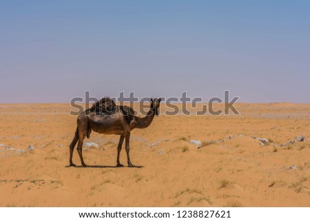 Camels eating grass in desert, located in Ruma, near Riyadh, Saudi arabia