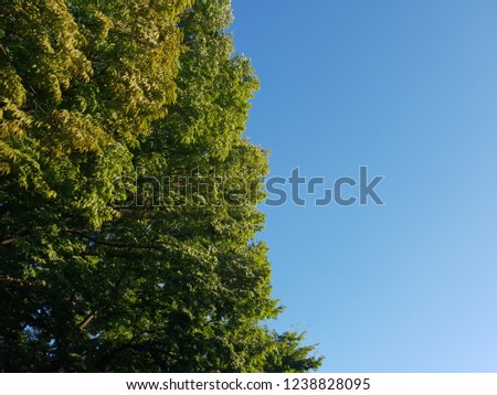 In the frame, half the leaves of  beautiful, dense tree and half the blue sky.