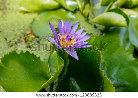 Purple Lotus flowers in Thailand