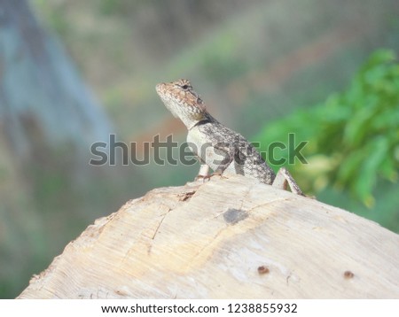 A lizard having sunlight in the morning sunlight
