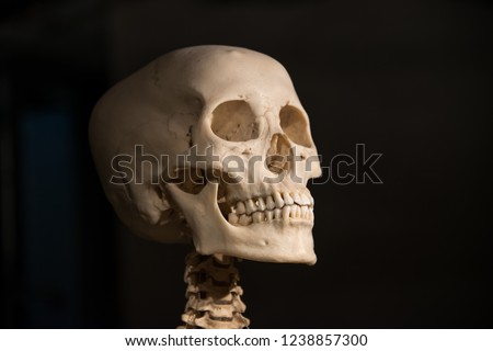 Skeleton Skull shadow