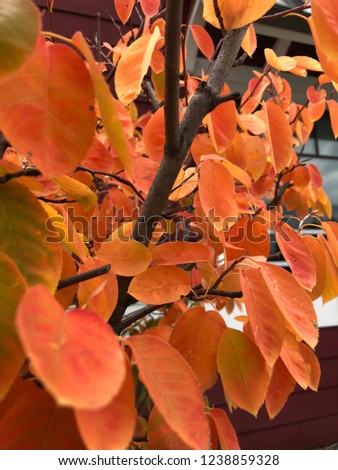 Orange fall foliage 