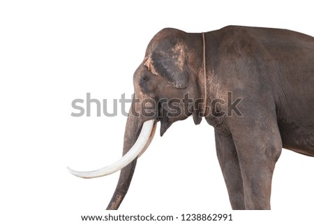 Long ivory elephant standing on a white backdrop.