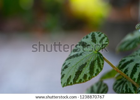 Plant Leaf for Background