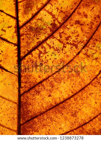 colorful autumn dry leaves texture