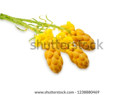 Yellow forest flower isolated on white 
