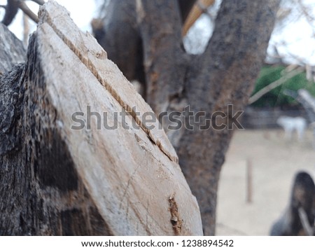 Photography in cut tree field with blur
