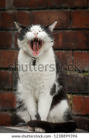 A black and white domestic cat yawning in front of a brick wall