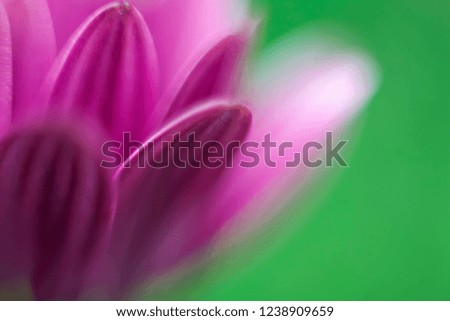 Beautiful summer abstract flowers, background.