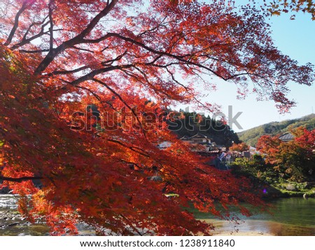 autumn red maple in japan