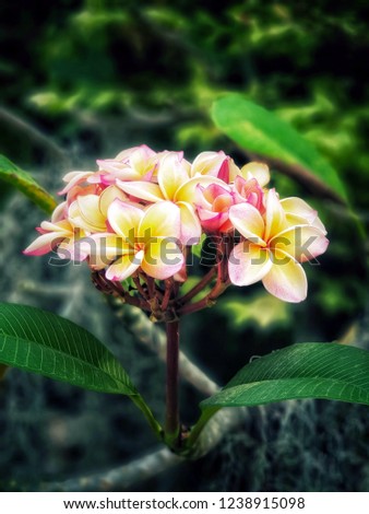 Many Frangipani (Plumeria) background.flora of pink and yellow petals and fragrant. flower in the garden.floral background.