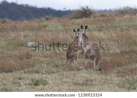 2 Female Eastern Grey Kangaroos warily watching their surroundings