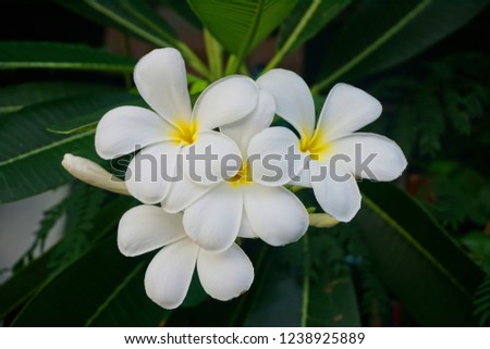 Plum blossom flowers have five petals, white flowers in the middle of light yellow.