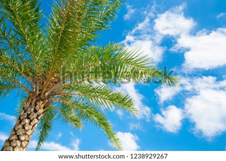 Palm trees are under the blue sky and white clouds.