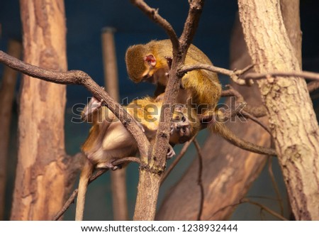 Monkeys on a tree in the park. Praha. Czech Republic.