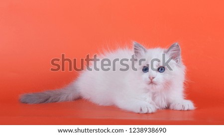 Fluffy kitten with blue eyes lies on an orange background