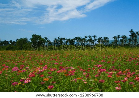 The cloudy blue sky and the plantation of the cosmos blossoming in the picture are quiet and beautiful.