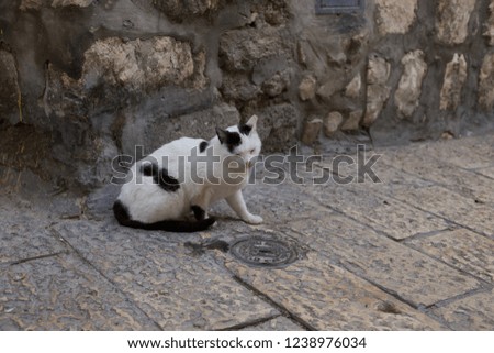 A very sad cat live in Jerusalem