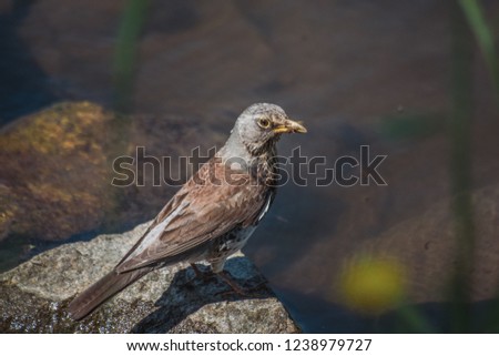 Northern Mockingbird With Insect In Beak