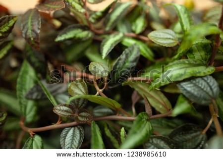 The fresh green leaves with soft .The plane inside glass box with soft focus.soft green leaves in the glass bix with soft focus.