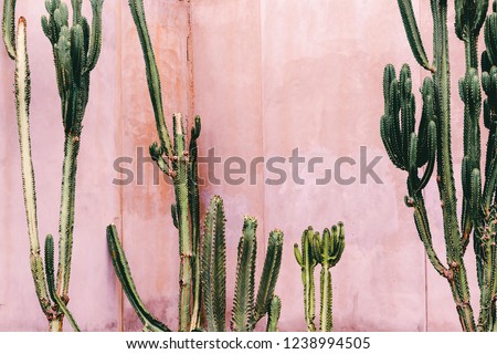 Plants on pink concept. Cactus on pink wall background. Minimal plant art Royalty-Free Stock Photo #1238994505