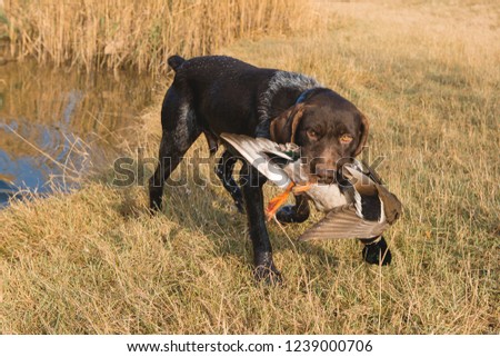 A hunting dog carries a duck out of the water. Portrait of a german penguin while hunting
