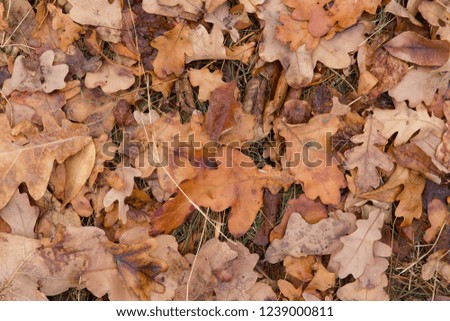 Autumn oak leaves carpet
