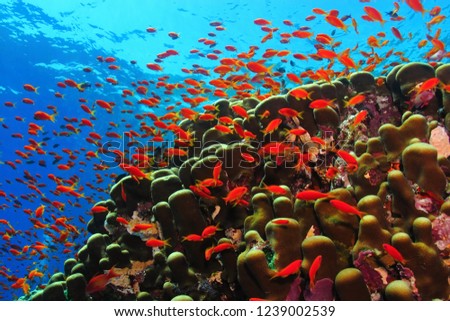 Coral reef and school of red fish.  Shallow corals and swimming fish (anthias). Underwater photography from snorkeling on the shallow tropical sea with corals and fish.