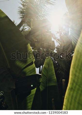 Sunshine through tropic palm trees. Nature at sunrise