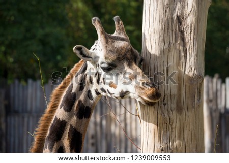 A portrait giraffe itches about a tree and nibbles it.