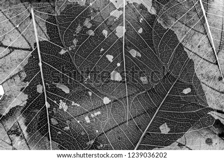 leaves texture in black and white picture - the detail