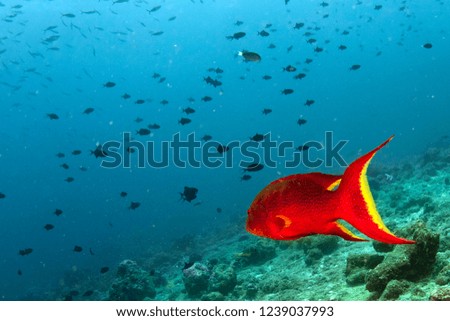colorful grouper on the reef background