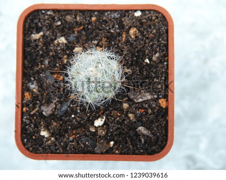 Cactus background or minimalism in plants