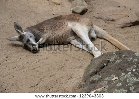 kangaroo chilling out during the day