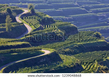 Kaiserstuhl is a wine-growing region in Germany Royalty-Free Stock Photo #1239048868