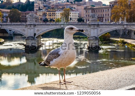 A seagull on the wall of the Tiber, with the Vittorio Emanuele II Bridge in the background. At sunset, in Rome, in Italy