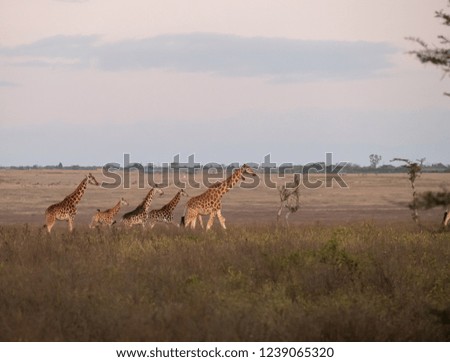 giraffes group under sky