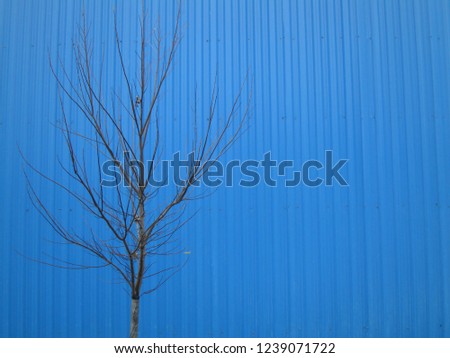 Lonely tree without leaves on blue background. Conceptual photography with wood and steel painted blue fence