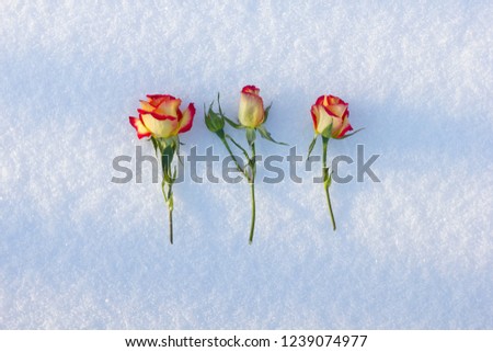 Red roses laying in the snow on a clear day. Three scarlet roses on snow cover. Flowers in the snow. Roses against the snow. Wallpaper of roses on a winter day.