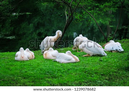 flock of white large pelicans resting on the shore