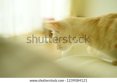 closeup of orange cat.