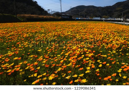 Spring flower filed in Izu peninsula, Japan